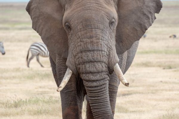 Amboseli-elephant-kenya-safari-africa