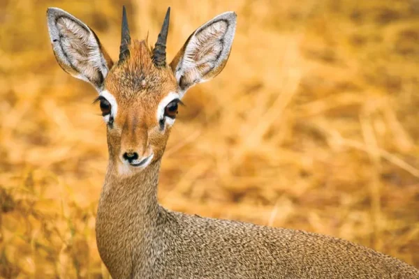 Kirk-dik-dik