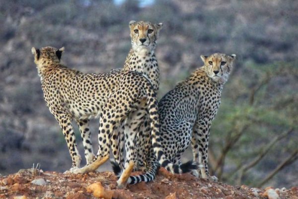 cheetah-african-safari-big-cats