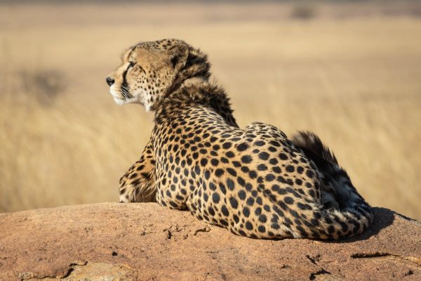 cheetah-safari-kenya-wilderness