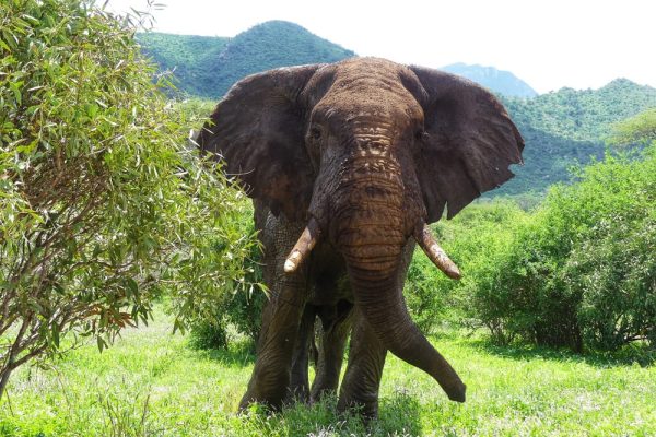 elephant-male-safari-kenya