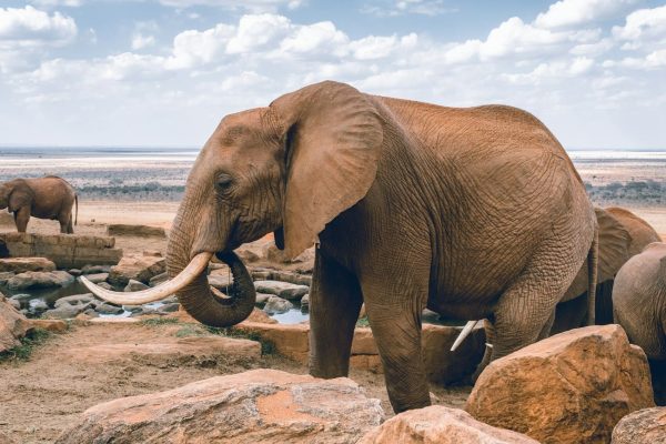 elephants-drinking-water-kenya