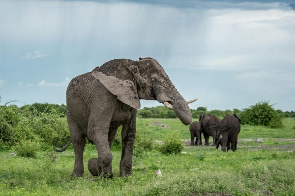 elephants-kenya-safari-adana