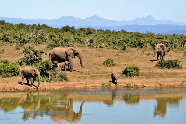 intro-elephants-mt-kenya-background