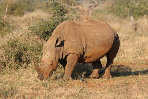 kenya-safari-rhino-tsavo