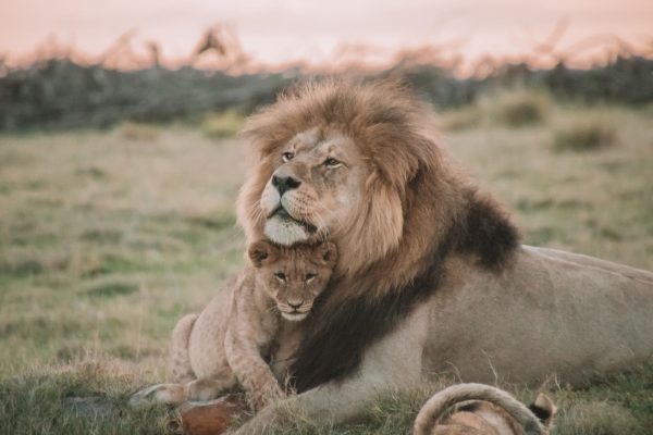 lion-cub-kenya-safari