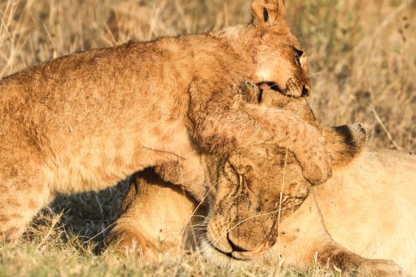 lion-cub-playing-kenya-wildlife