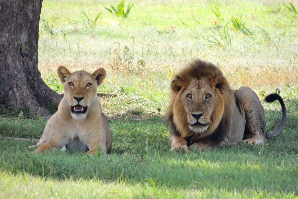 lion-kenya-safari-africa