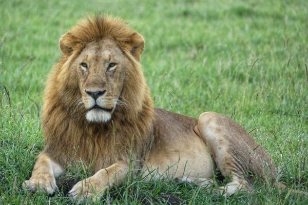 lion-kenya-safari-tour