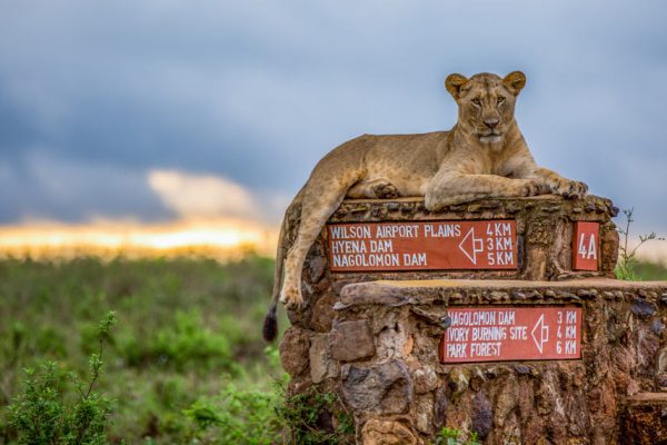 lion-nairobi-national-park