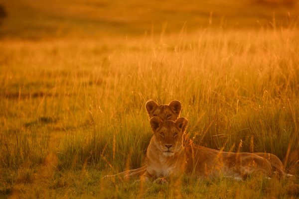 lioness-kenya-safari