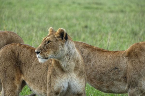 lioness-kenya-wildlife-tours