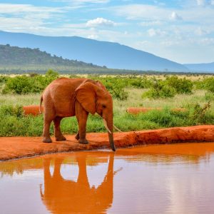 magical-tsavo-east-elephant-water-hole