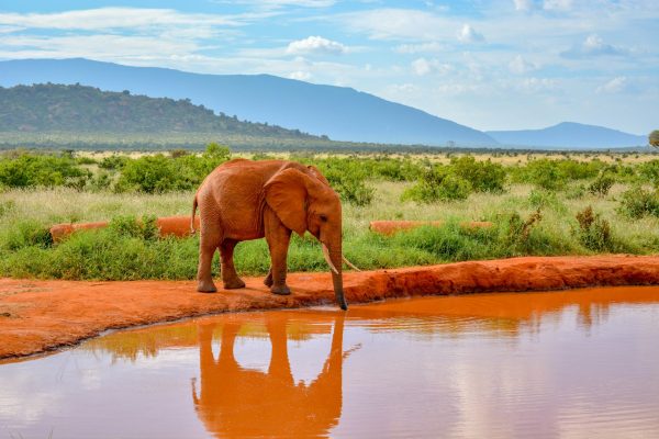 magical-tsavo-east-elephant-water-hole