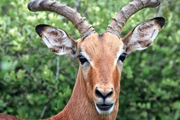 male-impala-kenya-safari