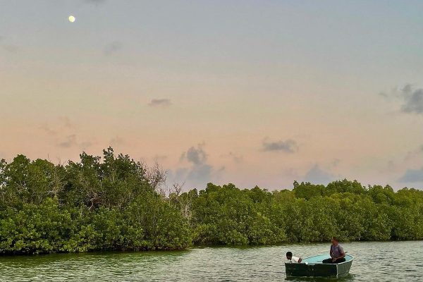 mangrove-watamu