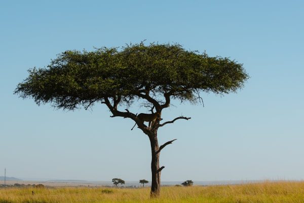 masai-mara-wilderness