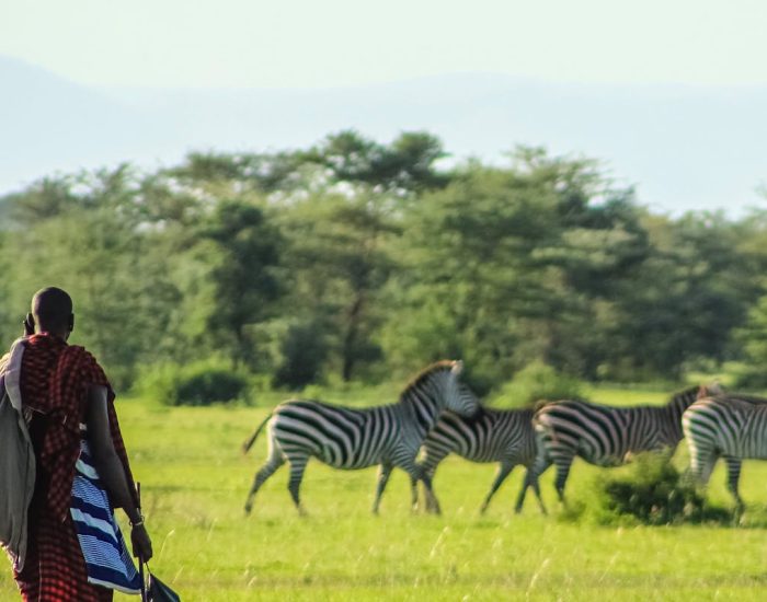 masai-warrior-zebra-wildlife-safari