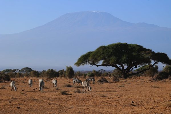 mount-kilimanjaro-amboseli-wildlife-tour