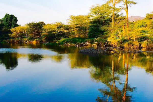 mzima-springs-tsavo-west-kenya