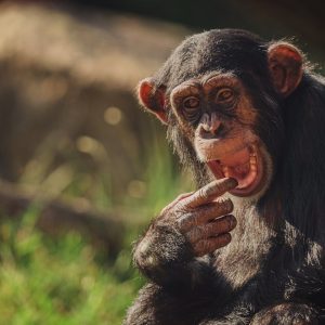 ol-pejeta-chimpanzee