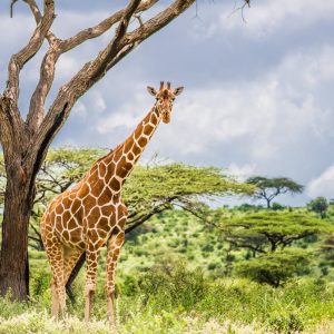 rothschild-giraffe-adana-safari