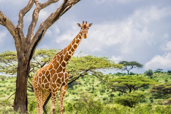 rothschild-giraffe-adana-safari