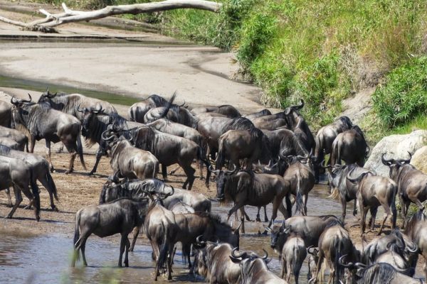 wildbeast-migration-kenya