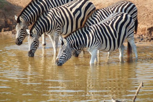 zebra-drinking-water-amboseli