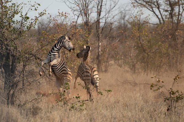 zebra-playing-adana-safari